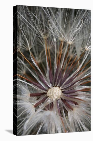California. Dandelion Close-Up-Jaynes Gallery-Stretched Canvas