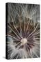 California. Dandelion Close-Up-Jaynes Gallery-Stretched Canvas