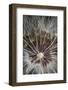 California. Dandelion Close-Up-Jaynes Gallery-Framed Photographic Print