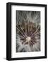 California. Dandelion Close-Up-Jaynes Gallery-Framed Photographic Print