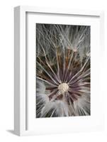 California. Dandelion Close-Up-Jaynes Gallery-Framed Photographic Print