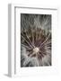 California. Dandelion Close-Up-Jaynes Gallery-Framed Photographic Print