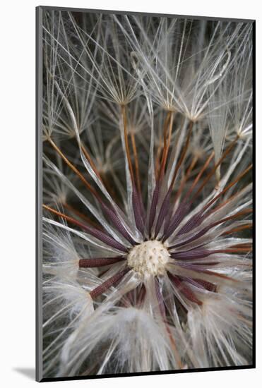 California. Dandelion Close-Up-Jaynes Gallery-Mounted Photographic Print