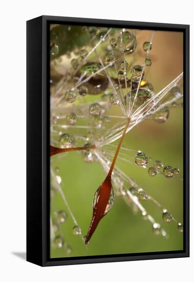 California. Dandelions and Water Droplets-Jaynes Gallery-Framed Stretched Canvas