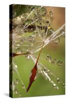 California. Dandelions and Water Droplets-Jaynes Gallery-Stretched Canvas