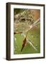 California. Dandelions and Water Droplets-Jaynes Gallery-Framed Photographic Print