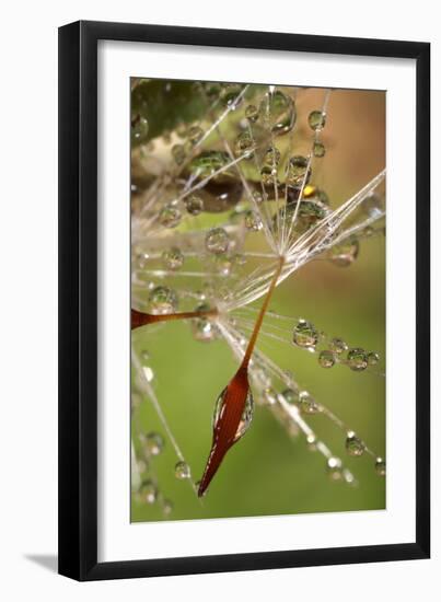 California. Dandelions and Water Droplets-Jaynes Gallery-Framed Photographic Print