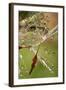 California. Dandelions and Water Droplets-Jaynes Gallery-Framed Photographic Print