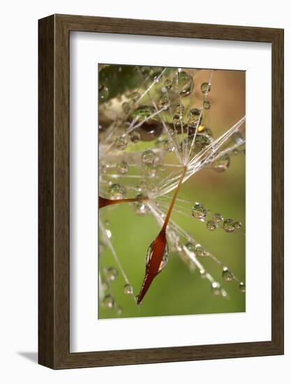 California. Dandelions and Water Droplets-Jaynes Gallery-Framed Photographic Print