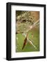 California. Dandelions and Water Droplets-Jaynes Gallery-Framed Photographic Print