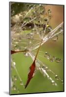 California. Dandelions and Water Droplets-Jaynes Gallery-Mounted Photographic Print