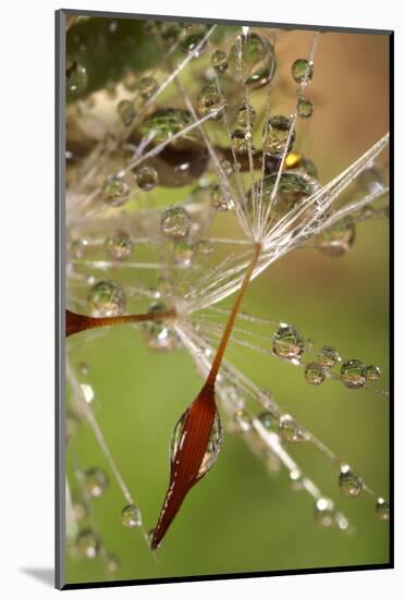 California. Dandelions and Water Droplets-Jaynes Gallery-Mounted Photographic Print