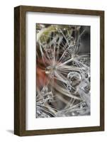 California. Dandelions and Water Droplets-Jaynes Gallery-Framed Photographic Print