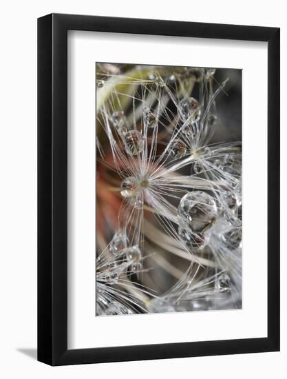 California. Dandelions and Water Droplets-Jaynes Gallery-Framed Photographic Print