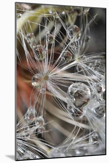 California. Dandelions and Water Droplets-Jaynes Gallery-Mounted Photographic Print
