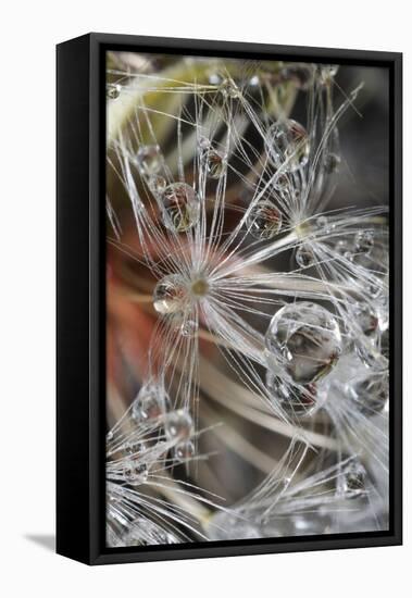 California. Dandelions and Water Droplets-Jaynes Gallery-Framed Stretched Canvas