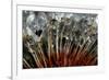 California. Dandelions and Water Droplets-Jaynes Gallery-Framed Photographic Print