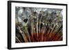 California. Dandelions and Water Droplets-Jaynes Gallery-Framed Photographic Print