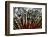 California. Dandelions and Water Droplets-Jaynes Gallery-Framed Photographic Print