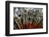 California. Dandelions and Water Droplets-Jaynes Gallery-Framed Photographic Print