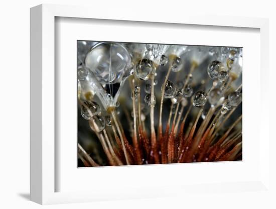 California. Dandelions and Water Droplets-Jaynes Gallery-Framed Photographic Print