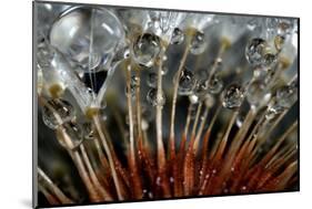 California. Dandelions and Water Droplets-Jaynes Gallery-Mounted Photographic Print