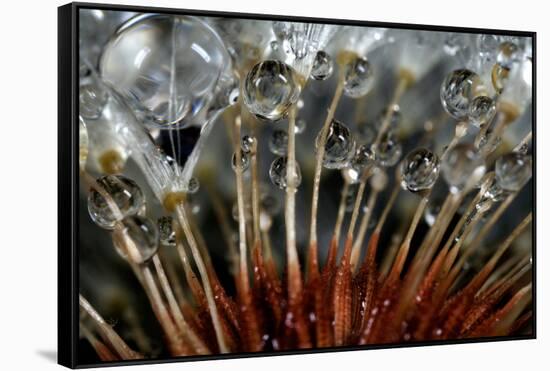 California. Dandelions and Water Droplets-Jaynes Gallery-Framed Stretched Canvas