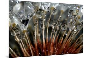 California. Dandelions and Water Droplets-Jaynes Gallery-Mounted Premium Photographic Print