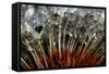 California. Dandelions and Water Droplets-Jaynes Gallery-Framed Stretched Canvas