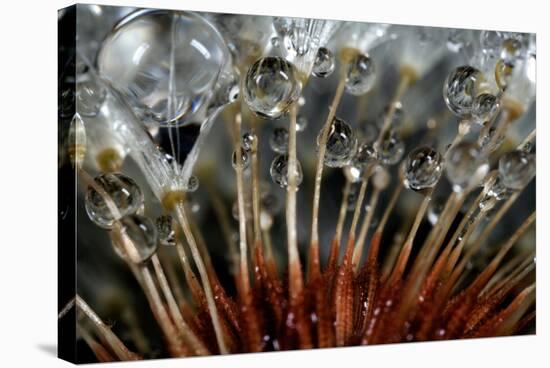 California. Dandelions and Water Droplets-Jaynes Gallery-Stretched Canvas