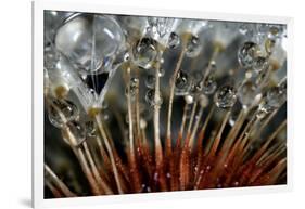 California. Dandelions and Water Droplets-Jaynes Gallery-Framed Photographic Print