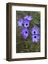 California. Davy Gilia, Red Rock Canyon State Park-Judith Zimmerman-Framed Photographic Print