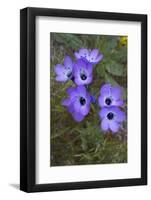 California. Davy Gilia, Red Rock Canyon State Park-Judith Zimmerman-Framed Photographic Print