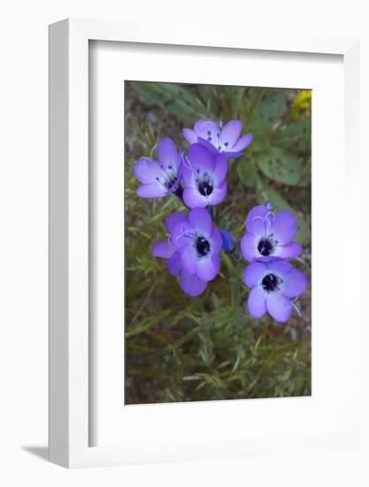 California. Davy Gilia, Red Rock Canyon State Park-Judith Zimmerman-Framed Photographic Print