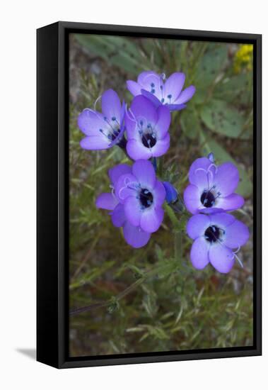 California. Davy Gilia, Red Rock Canyon State Park-Judith Zimmerman-Framed Stretched Canvas