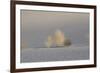 California. Death Valley National Park. Early Morning Light on Tumbleweeds in Eureka Sand Dunes-Judith Zimmerman-Framed Photographic Print