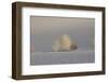 California. Death Valley National Park. Early Morning Light on Tumbleweeds in Eureka Sand Dunes-Judith Zimmerman-Framed Photographic Print