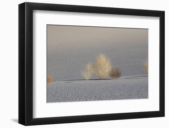 California. Death Valley National Park. Early Morning Light on Tumbleweeds in Eureka Sand Dunes-Judith Zimmerman-Framed Photographic Print