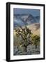 California. Death Valley National Park. Joshua Trees in the Snow, Lee Flat-Judith Zimmerman-Framed Photographic Print