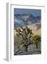 California. Death Valley National Park. Joshua Trees in the Snow, Lee Flat-Judith Zimmerman-Framed Photographic Print