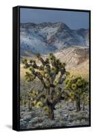 California. Death Valley National Park. Joshua Trees in the Snow, Lee Flat-Judith Zimmerman-Framed Stretched Canvas