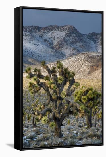 California. Death Valley National Park. Joshua Trees in the Snow, Lee Flat-Judith Zimmerman-Framed Stretched Canvas