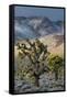 California. Death Valley National Park. Joshua Trees in the Snow, Lee Flat-Judith Zimmerman-Framed Stretched Canvas