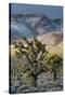 California. Death Valley National Park. Joshua Trees in the Snow, Lee Flat-Judith Zimmerman-Stretched Canvas