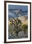 California. Death Valley National Park. Joshua Trees in the Snow, Lee Flat-Judith Zimmerman-Framed Photographic Print