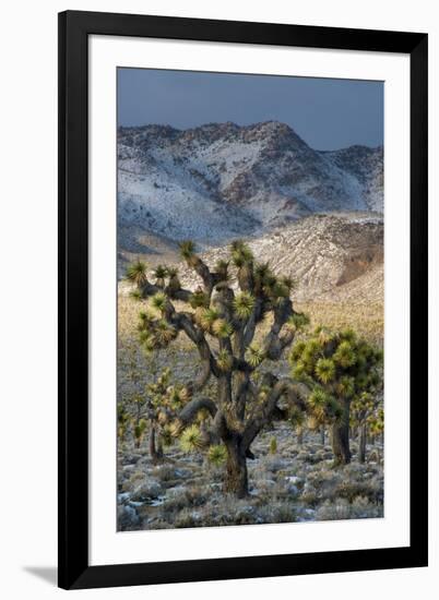 California. Death Valley National Park. Joshua Trees in the Snow, Lee Flat-Judith Zimmerman-Framed Photographic Print