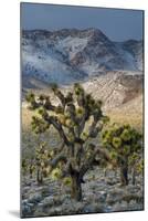 California. Death Valley National Park. Joshua Trees in the Snow, Lee Flat-Judith Zimmerman-Mounted Photographic Print