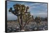 California, Death Valley National Park. Joshua Trees in the Snow, Lee Flat-Judith Zimmerman-Framed Stretched Canvas