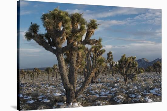 California, Death Valley National Park. Joshua Trees in the Snow, Lee Flat-Judith Zimmerman-Stretched Canvas