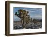 California, Death Valley National Park. Joshua Trees in the Snow, Lee Flat-Judith Zimmerman-Framed Photographic Print